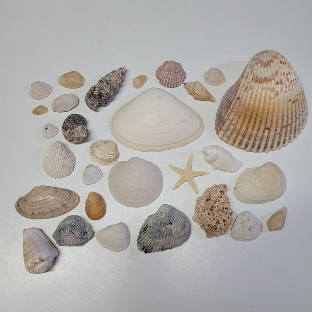 Nautical Seashell Lot Decor Starfish Mixed Sizes Colors Half Clam 25 Pieces